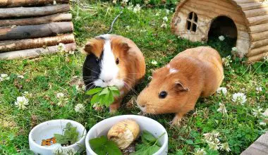 How to Care for Your Guinea Pig in Summer