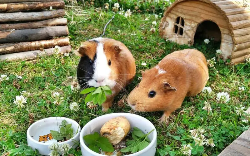 How to Care for Your Guinea Pig in Summer