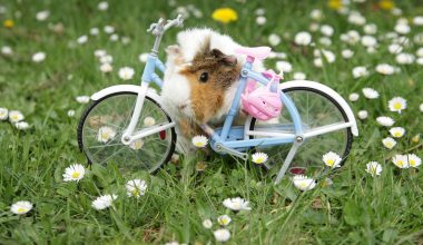 can guinea pigs fly on planes