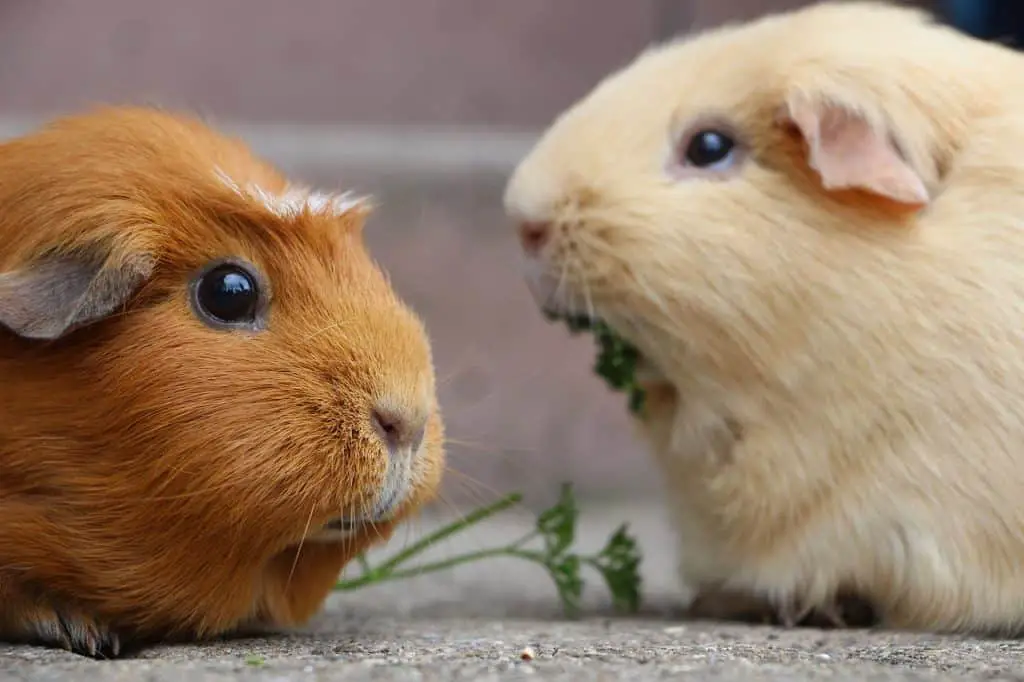 how to breed guinea pigs for profit