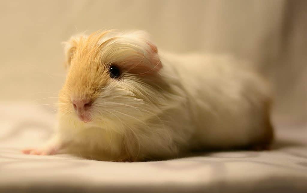 Do Guinea Pigs Have Dander