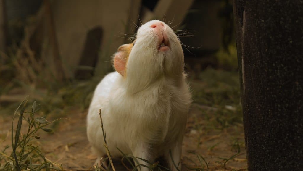 Can Guinea Pigs Get Covid