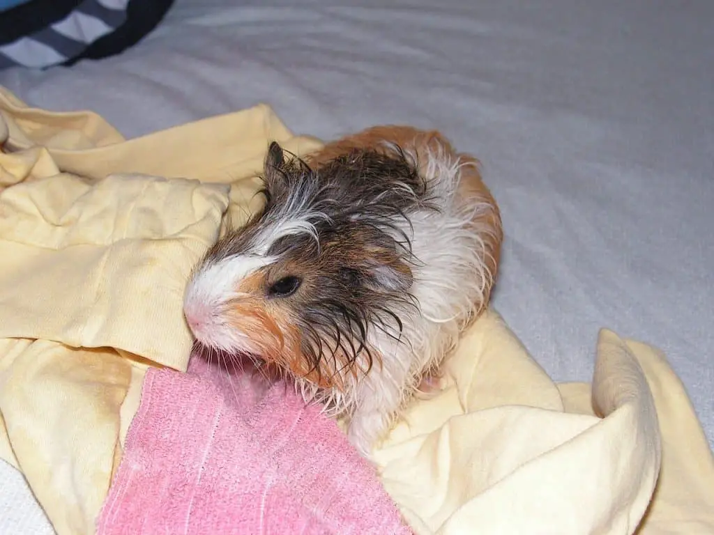 Do Guinea Pigs Have Fleas