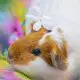 Do Guinea Pigs Have Personalities