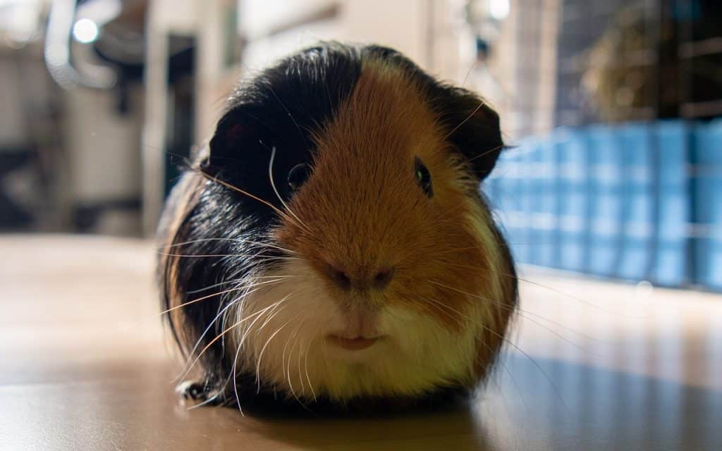 How to Travel with a Guinea Pig?