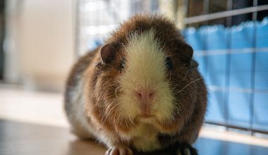 How to Travel with a Guinea Pig