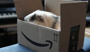 Can Guinea Pigs Eat Cardboard