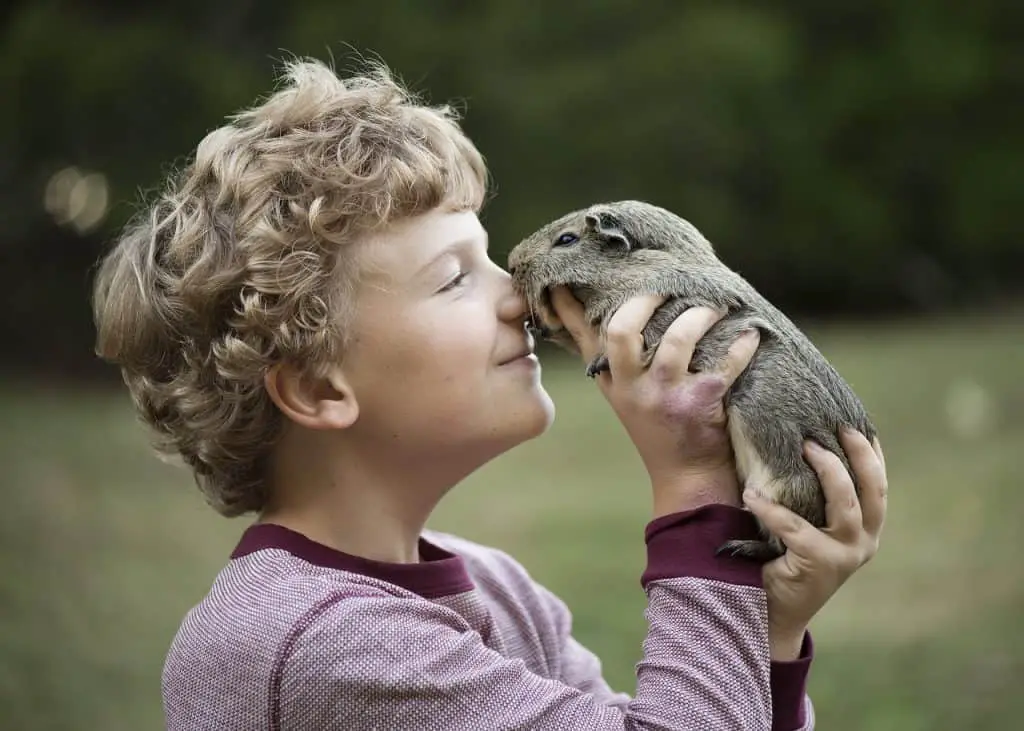 do guinea pigs feel love