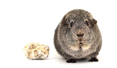 Can Guinea Pigs Eat Jerusalem Artichokes?