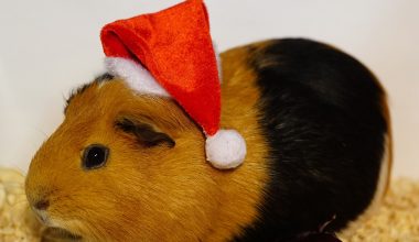 How to Care for Your Guinea Pig in Winter