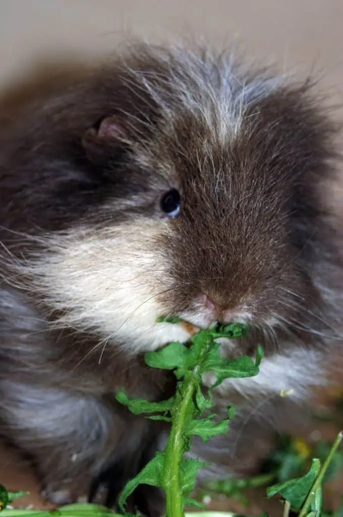 Stunning Using Dried Spinach For Guinea Pig Bedding image