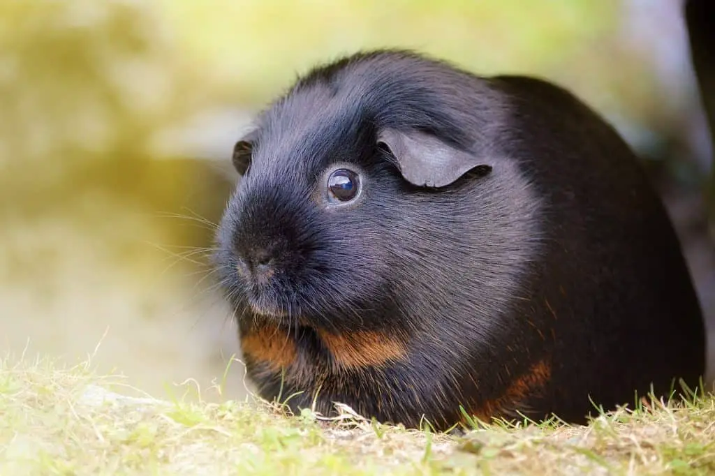 do guinea pigs have wet noses