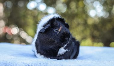 Can guinea pigs eat snow