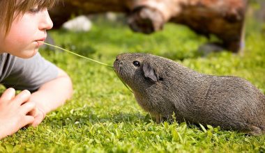 Guinea Pig Behavior Guinea Pig Site Guinea Pig Behavior Guinea Pig Site