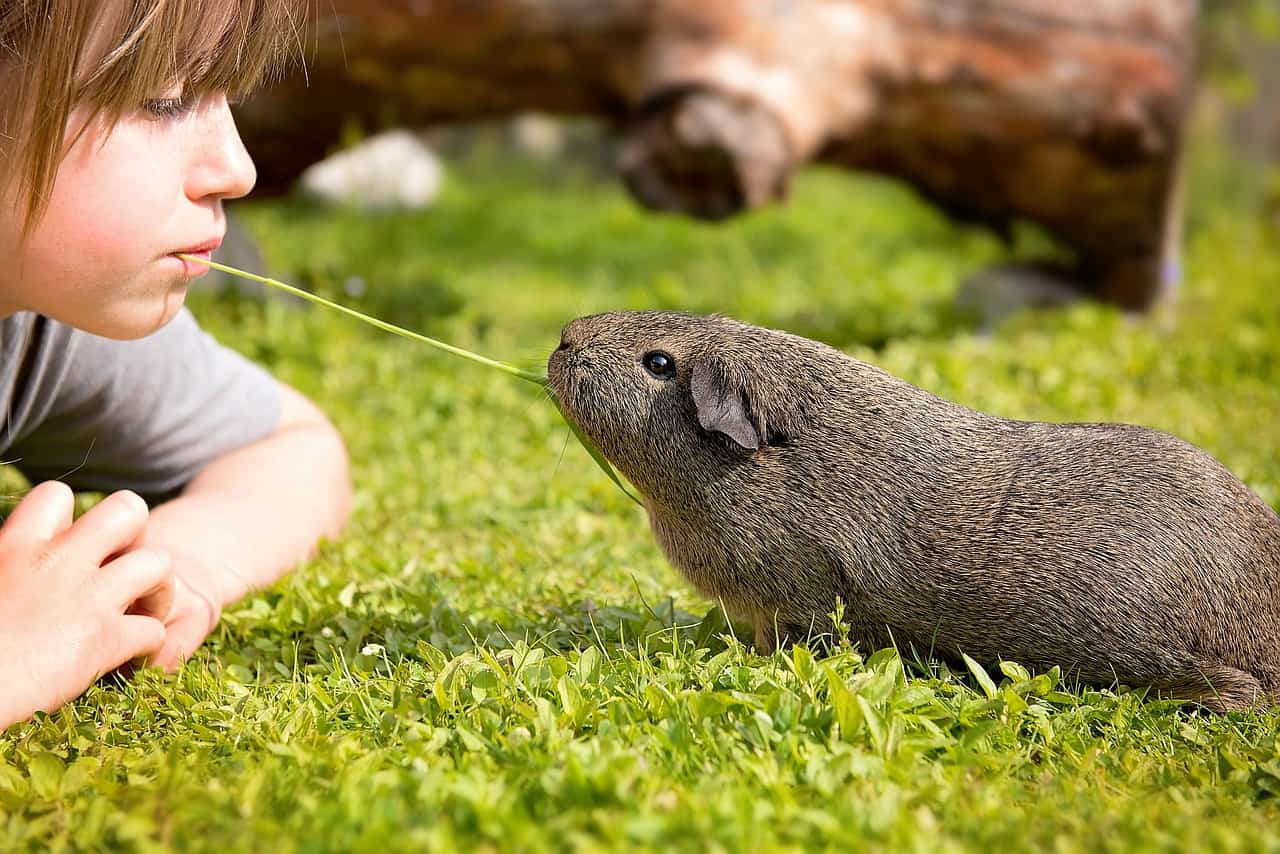 Do Guinea Pigs Feel Love