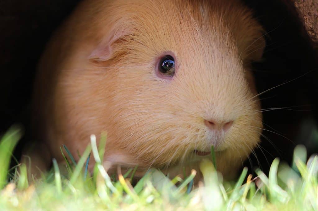 Can Guinea Pigs Eat Beets