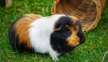 Guinea Pig Behavior Guinea Pig Site Guinea Pig Behavior Guinea Pig Site