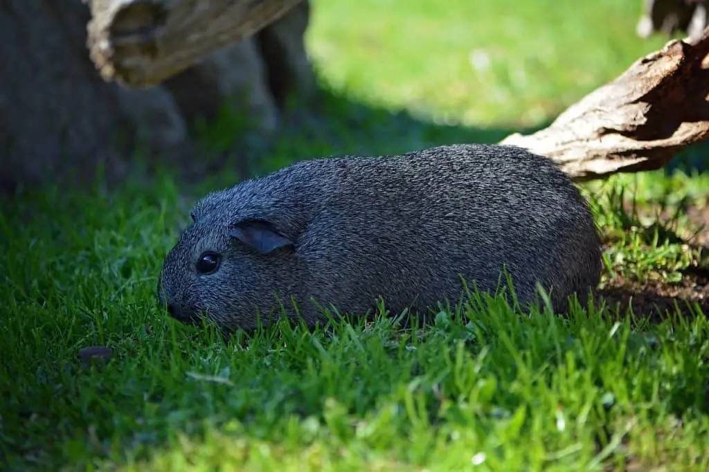 How to Care for Your Guinea Pig in Summer