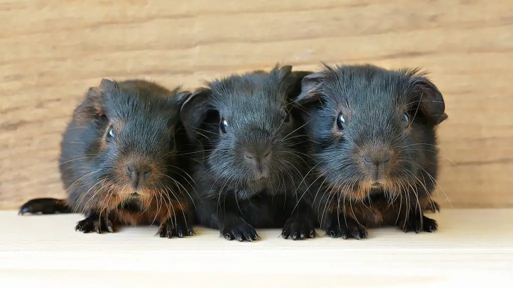 how to breed guinea pigs for profit