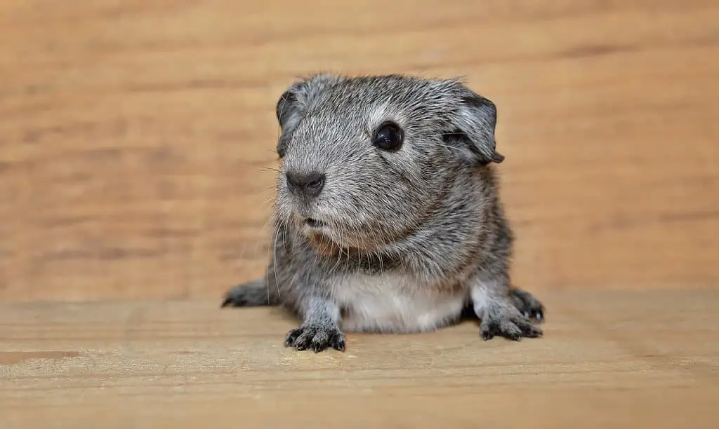 can guinea pigs eat peanut butter