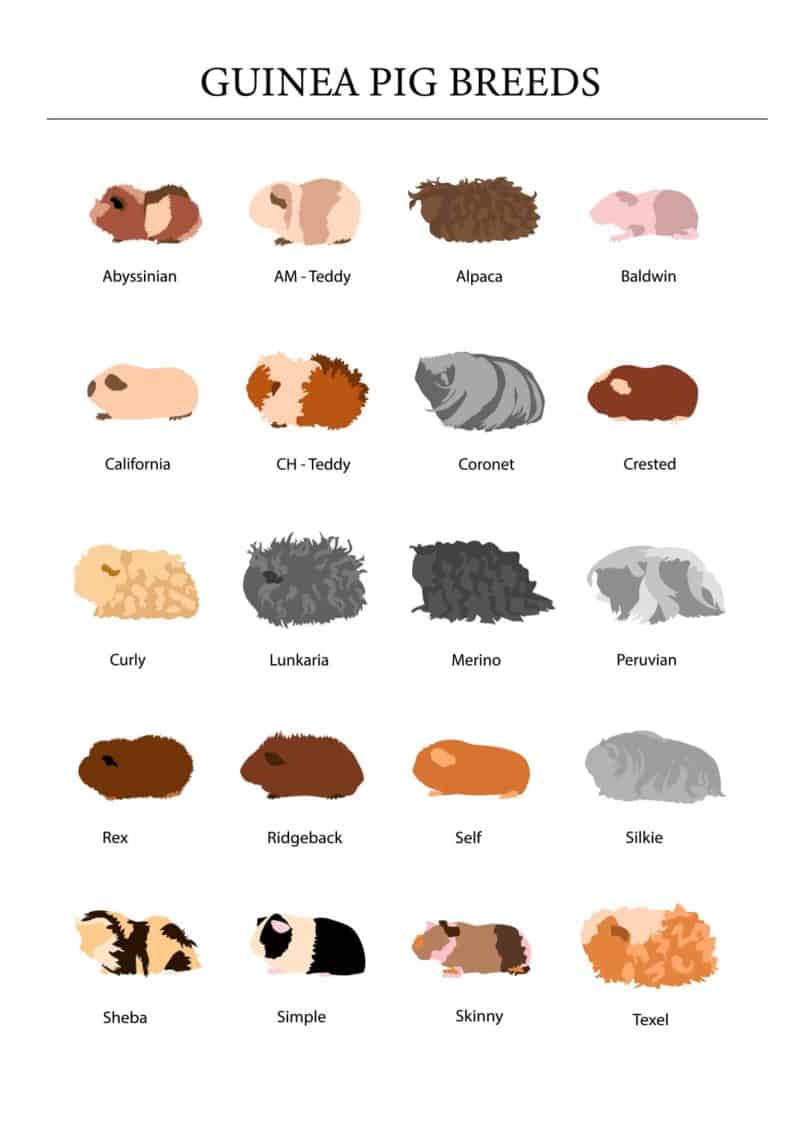 View of Abyssinian Guinea Pigs