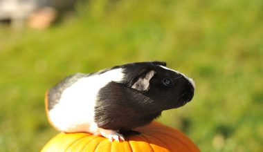 can guinea pigs eat pumpkin