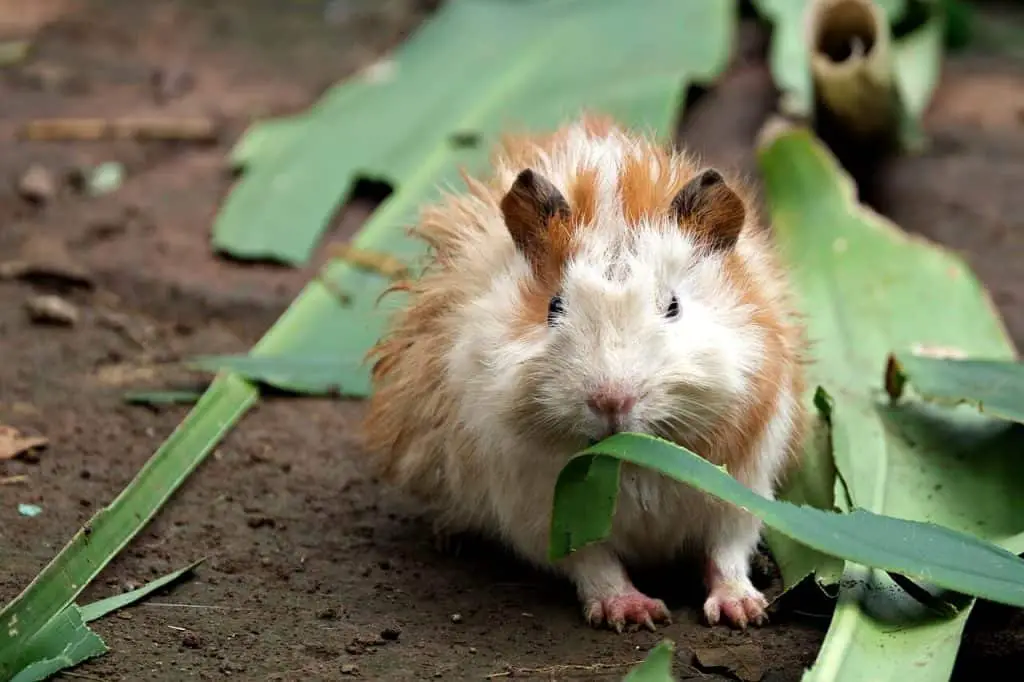 can guinea pigs eat brussels sprouts