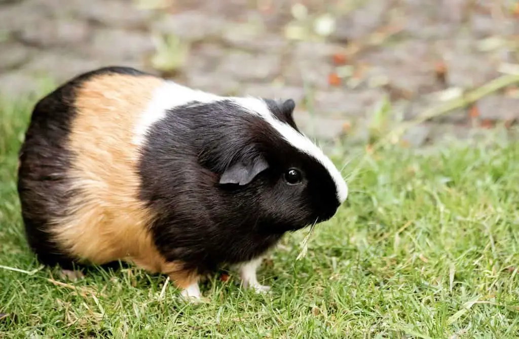 can guinea pigs eat radicchio