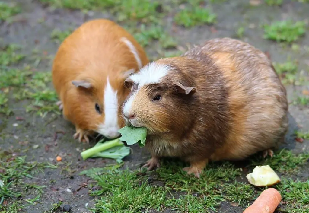 can guinea pigs eat marijuana leaves