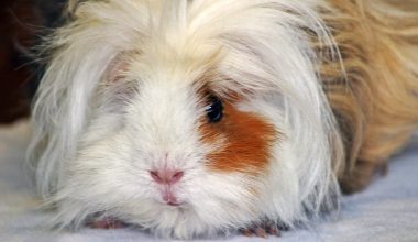 Lunkarya Guinea pigs