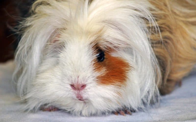 Lunkarya Guinea pigs
