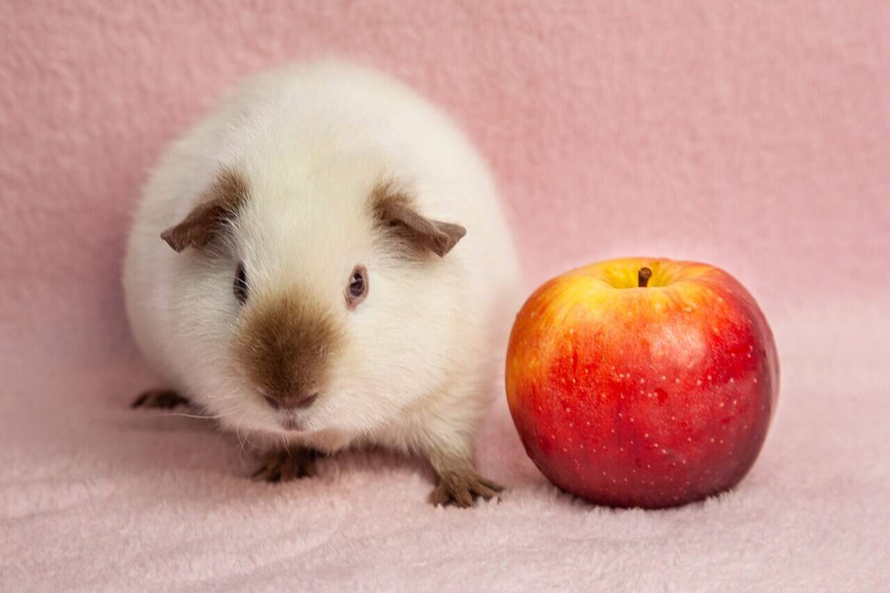 Picture of Can Guinea Pigs Eat Kiwi?