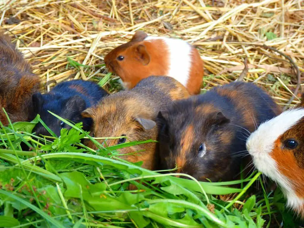 do guinea pigs have runts