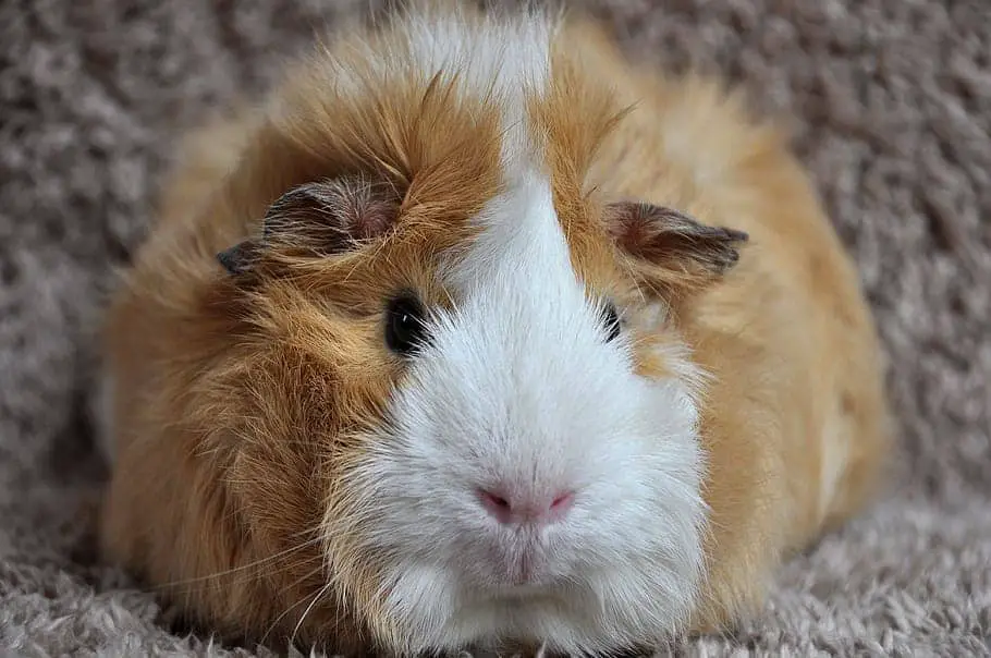 why do guinea pigs die