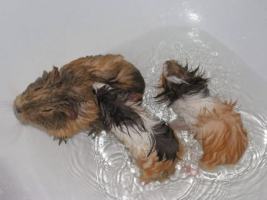 do guinea pigs have fleas