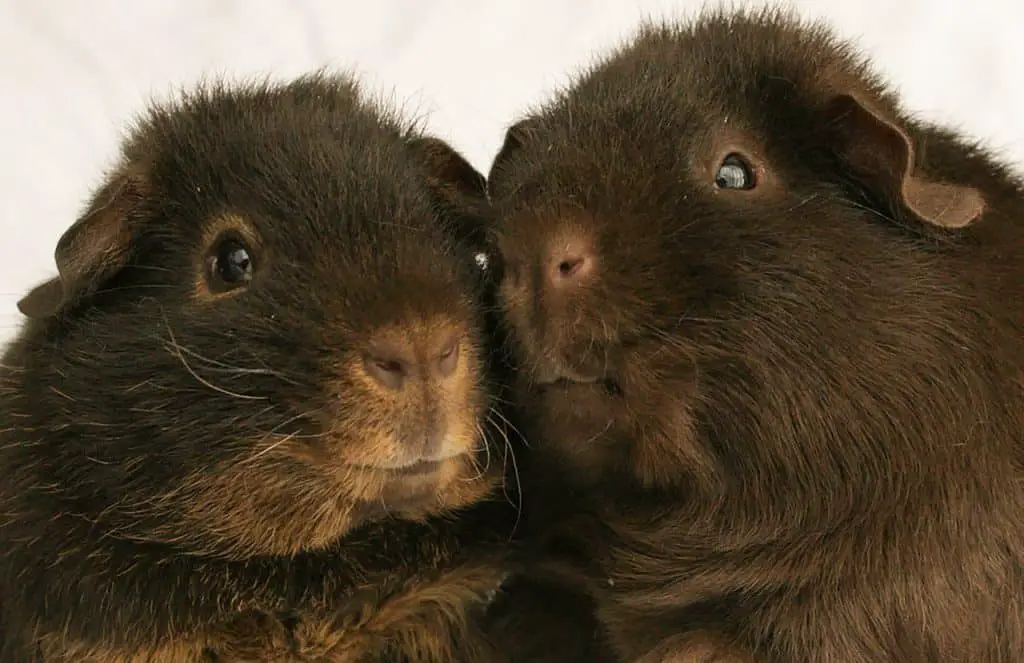 how to breed guinea pigs for profit