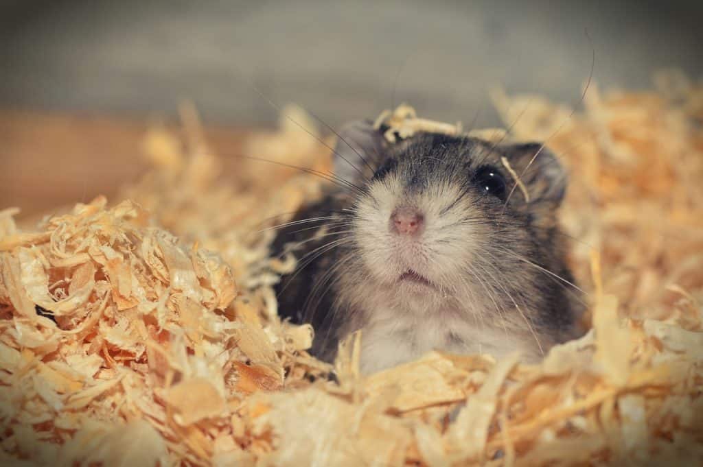 Do Guinea Pigs Keep Food in Their Cheeks