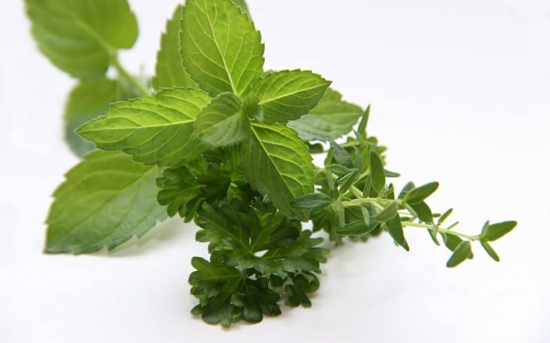 can guinea pigs eat thyme