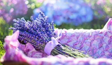 can guinea pigs eat lavender