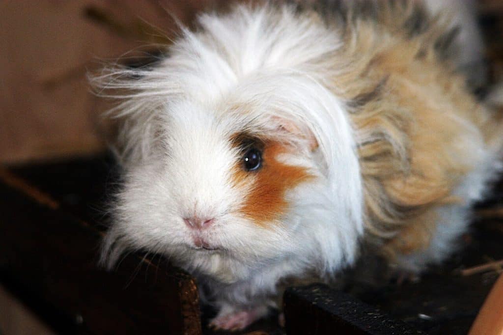 Lunkarya Guinea pigs
