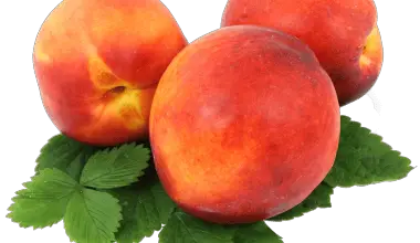 can guinea pigs eat nectarines