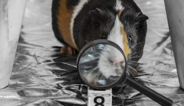 do guinea pigs have moles