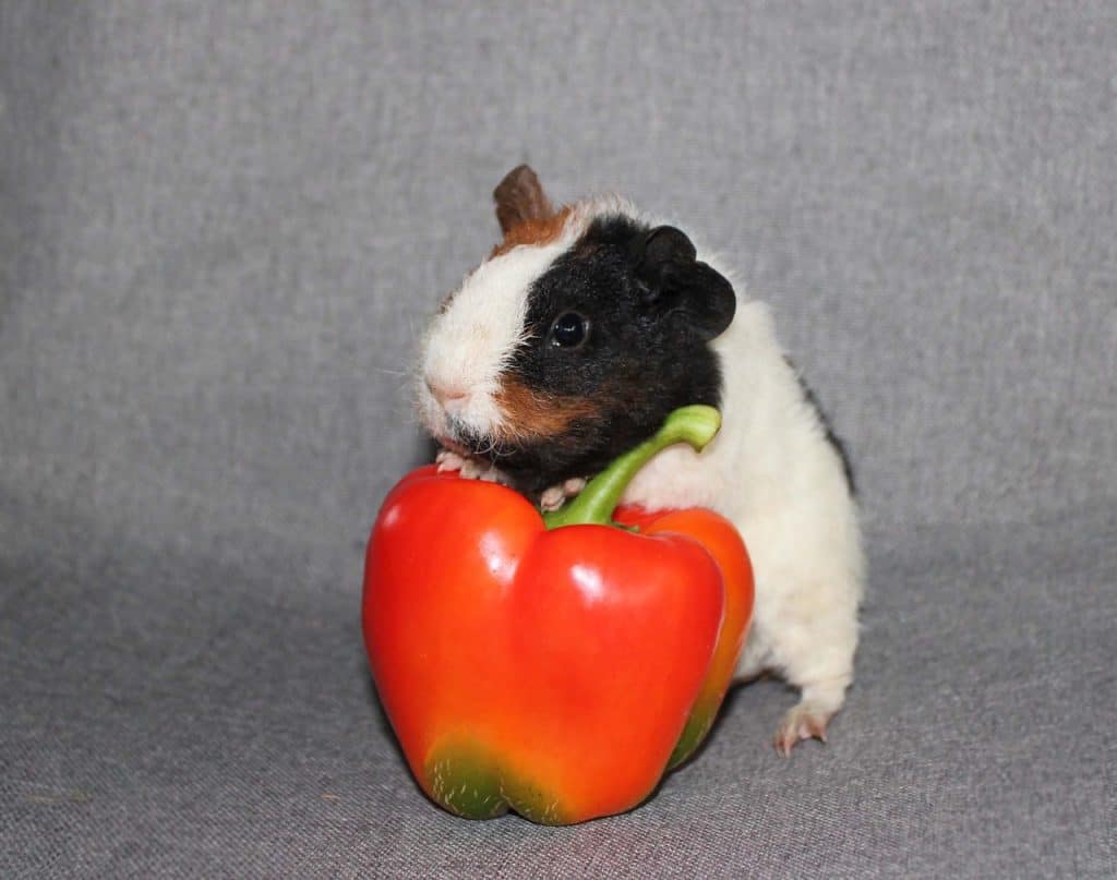 Can Guinea Pigs Eat Cherries - Guinea Pig Diet Cherry And Almond