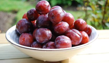 Can Guinea Pigs Eat Plums