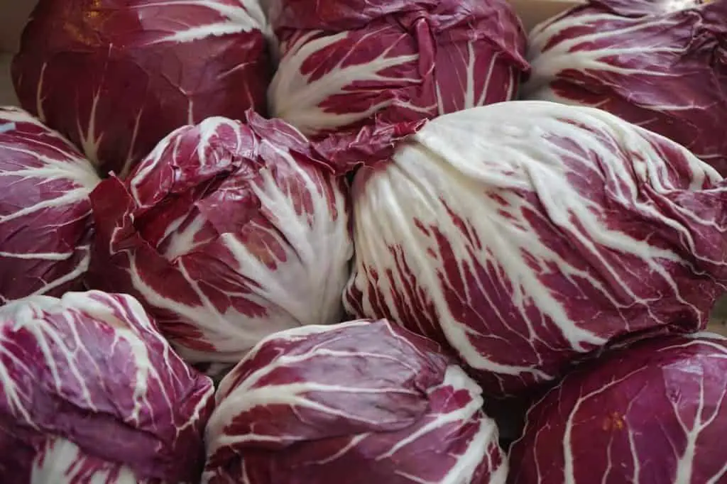 Can guinea pigs eat radicchio