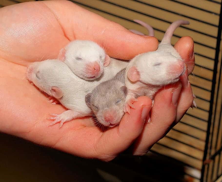Baldwin guinea pigs