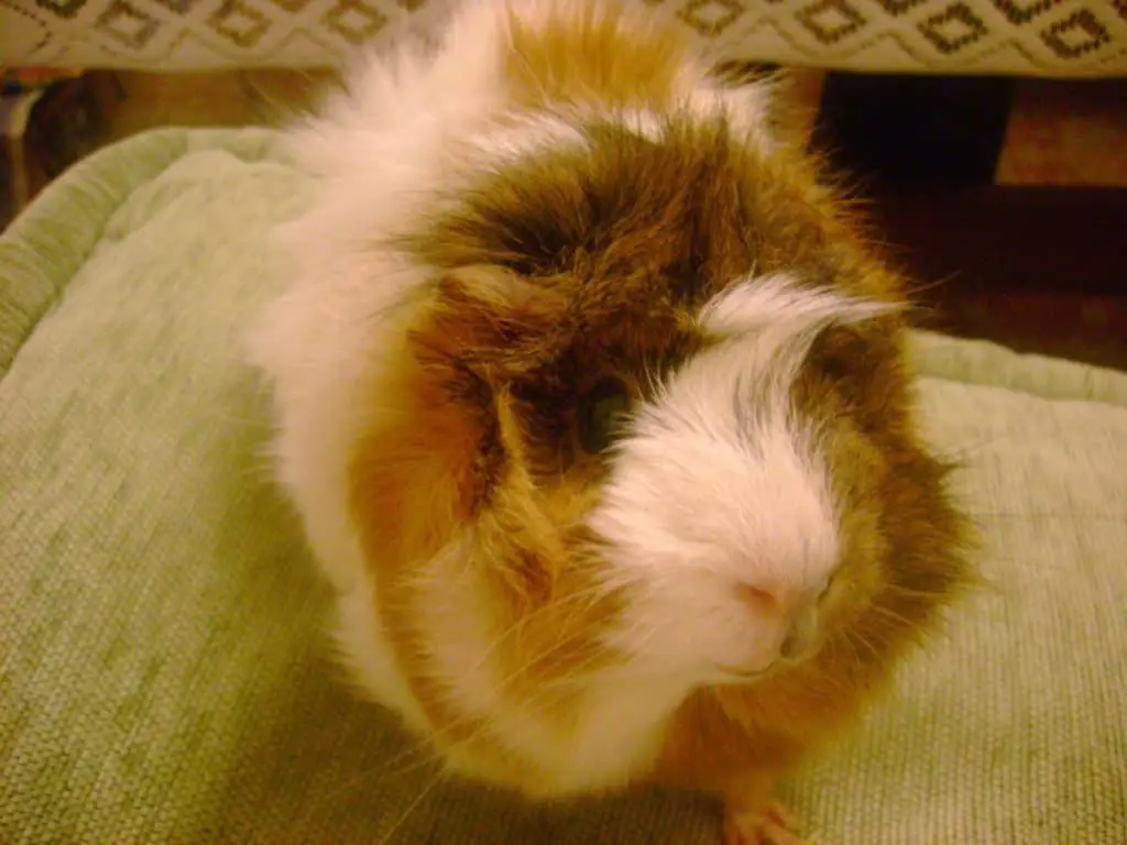 ridgeback guinea pigs 