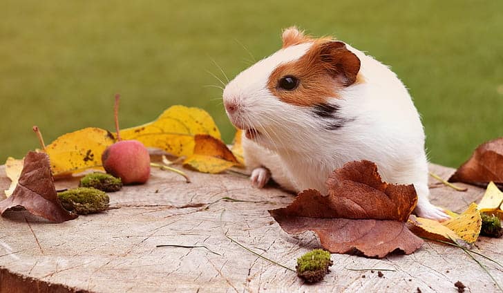 ridgeback guinea pigs 