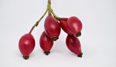 Can Guinea Pigs Eat Rose Hips