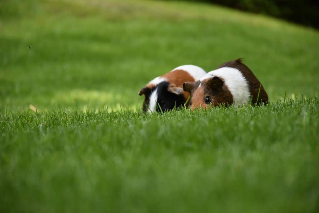 how to breed guinea pigs for profit